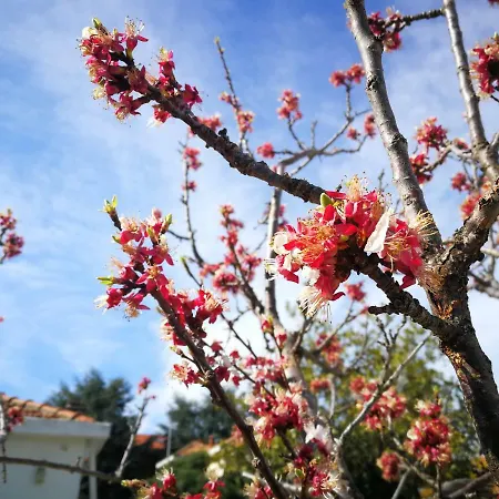 Dianostellamarina 公寓 *