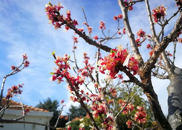 Dianostellamarina Appartement *